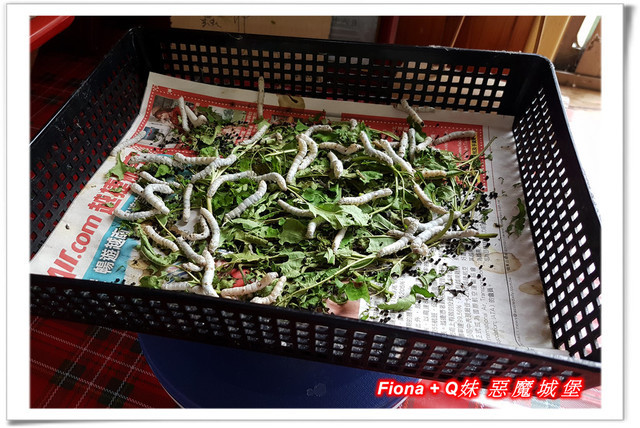 【苗栗一日遊】花露農場+鯉魚潭+草莓文化館+仙山仙草+泉明蠶生態農場+清安豆腐老街+汶水遊客中心，趴趴走的一天 !