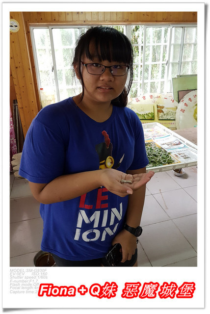 【苗栗一日遊】花露農場+鯉魚潭+草莓文化館+仙山仙草+泉明蠶生態農場+清安豆腐老街+汶水遊客中心，趴趴走的一天 !