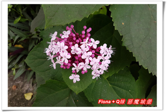 【苗栗一日遊】花露農場+鯉魚潭+草莓文化館+仙山仙草+泉明蠶生態農場+清安豆腐老街+汶水遊客中心，趴趴走的一天 !