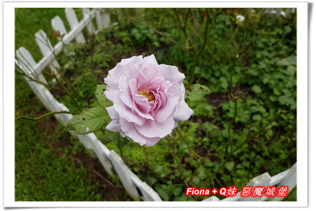 【苗栗一日遊】花露農場+鯉魚潭+草莓文化館+仙山仙草+泉明蠶生態農場+清安豆腐老街+汶水遊客中心，趴趴走的一天 !