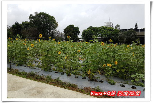 【苗栗一日遊】花露農場+鯉魚潭+草莓文化館+仙山仙草+泉明蠶生態農場+清安豆腐老街+汶水遊客中心，趴趴走的一天 !