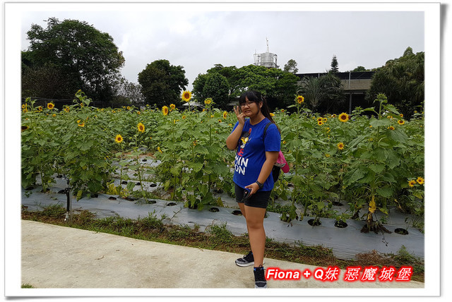 【苗栗一日遊】花露農場+鯉魚潭+草莓文化館+仙山仙草+泉明蠶生態農場+清安豆腐老街+汶水遊客中心，趴趴走的一天 !