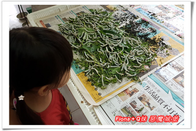 【苗栗一日遊】花露農場+鯉魚潭+草莓文化館+仙山仙草+泉明蠶生態農場+清安豆腐老街+汶水遊客中心，趴趴走的一天 !