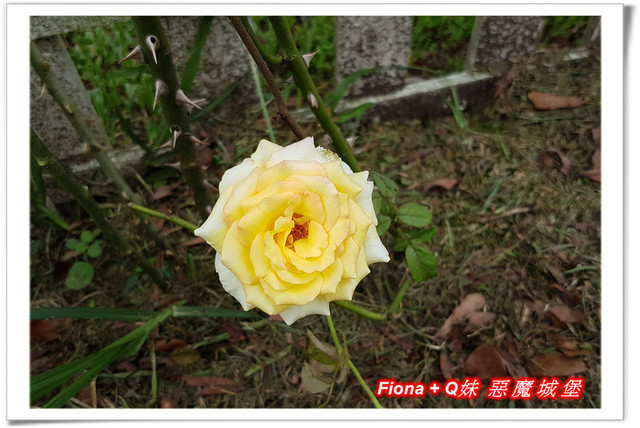 【苗栗一日遊】花露農場+鯉魚潭+草莓文化館+仙山仙草+泉明蠶生態農場+清安豆腐老街+汶水遊客中心，趴趴走的一天 !