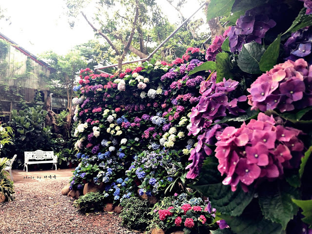 【苗栗 卓蘭】花露農場 Flower Home🌺🌺🌺4-6月有超美繡球花，浪漫滿園，讓你照片拍不完，還有精油主題館和住宿，更有景觀餐廳，來到這可以玩上大半天😉-上篇