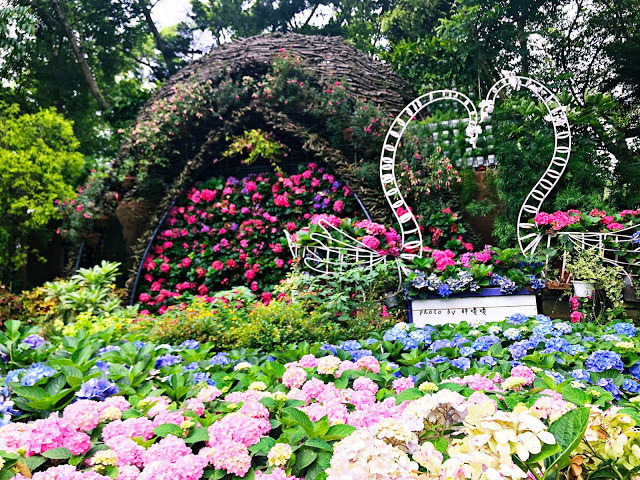 【苗栗 卓蘭】花露農場 Flower Home🌺🌺🌺4-6月有超美繡球花，浪漫滿園，讓你照片拍不完，還有精油主題館和住宿，更有景觀餐廳，來到這可以玩上大半天😉-上篇