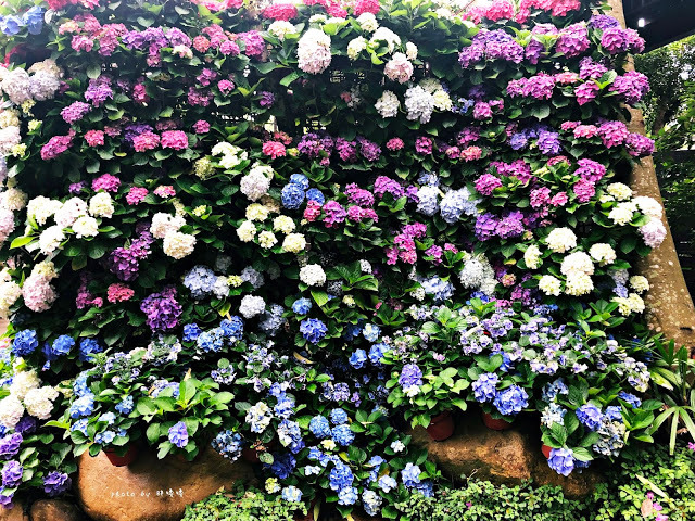【苗栗 卓蘭】花露農場 Flower Home🌺🌺🌺4-6月有超美繡球花，浪漫滿園，讓你照片拍不完，還有精油主題館和住宿，更有景觀餐廳，來到這可以玩上大半天😉-上篇