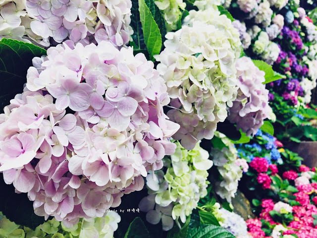 【苗栗 卓蘭】花露農場 Flower Home🌺🌺🌺4-6月有超美繡球花，浪漫滿園，讓你照片拍不完，還有精油主題館和住宿，更有景觀餐廳，來到這可以玩上大半天😉-上篇