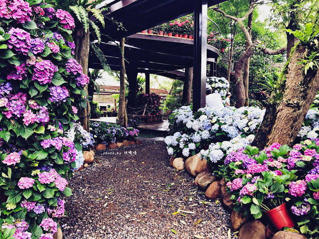 【苗栗 卓蘭】花露農場 Flower Home🌺🌺🌺4-6月有超美繡球花，浪漫滿園，讓你照片拍不完，還有精油主題館和住宿，更有景觀餐廳，來到這可以玩上大半天😉-上篇