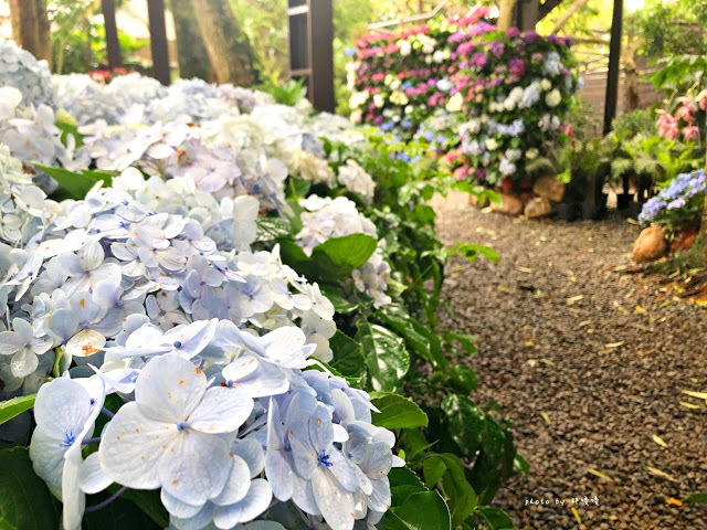 【苗栗 卓蘭】花露農場 Flower Home🌺🌺🌺4-6月有超美繡球花，浪漫滿園，讓你照片拍不完，還有精油主題館和住宿，更有景觀餐廳，來到這可以玩上大半天😉-上篇