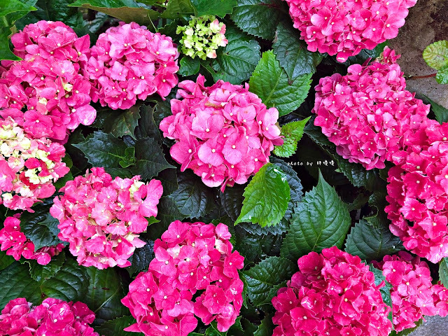 【苗栗 卓蘭】花露農場 Flower Home🌺🌺🌺4-6月有超美繡球花，浪漫滿園，讓你照片拍不完，還有精油主題館和住宿，更有景觀餐廳，來到這可以玩上大半天😉-上篇