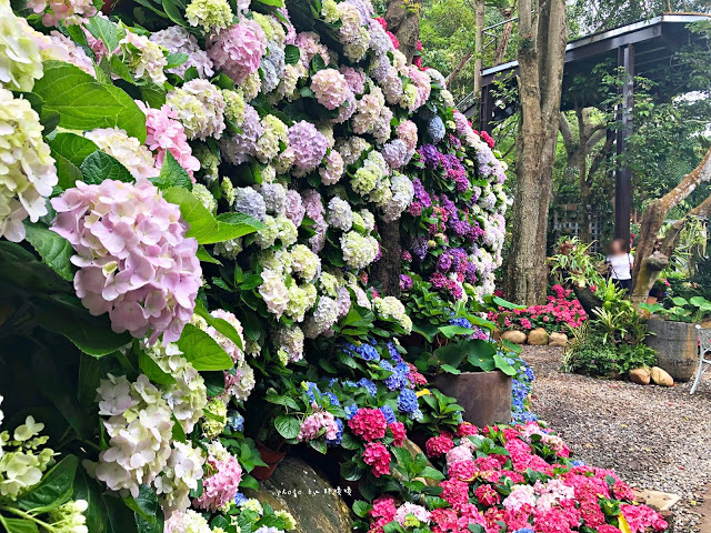 【苗栗 卓蘭】花露農場 Flower Home🌺🌺🌺4-6月有超美繡球花，浪漫滿園，讓你照片拍不完，還有精油主題館和住宿，更有景觀餐廳，來到這可以玩上大半天😉-上篇