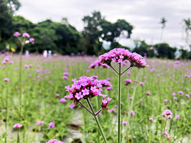 【苗栗 卓蘭】花露農場 Flower Home🌺🌺🌺4-6月有超美繡球花，浪漫滿園，讓你照片拍不完，還有精油主題館和住宿，更有景觀餐廳，來到這可以玩上大半天😉-下篇