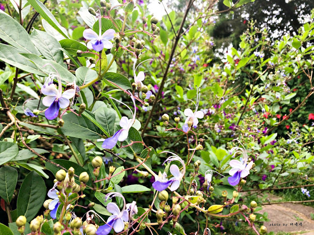 【苗栗 卓蘭】花露農場 Flower Home🌺🌺🌺4-6月有超美繡球花，浪漫滿園，讓你照片拍不完，還有精油主題館和住宿，更有景觀餐廳，來到這可以玩上大半天😉-下篇