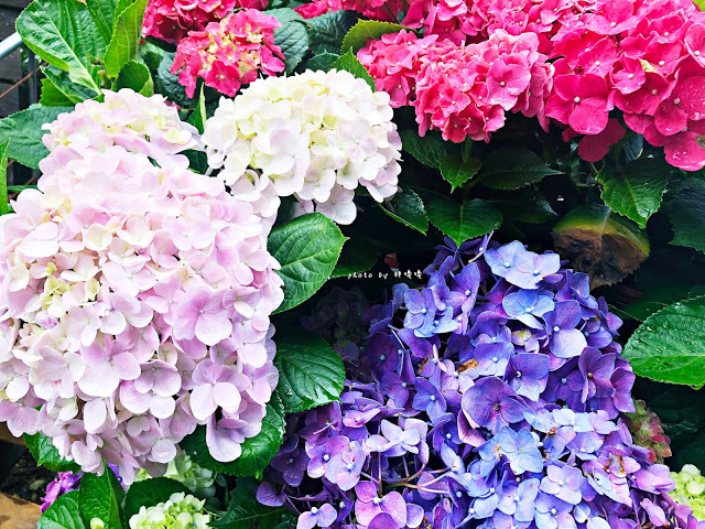 【苗栗 卓蘭】花露農場 Flower Home🌺🌺🌺4-6月有超美繡球花，浪漫滿園，讓你照片拍不完，還有精油主題館和住宿，更有景觀餐廳，來到這可以玩上大半天😉-上篇