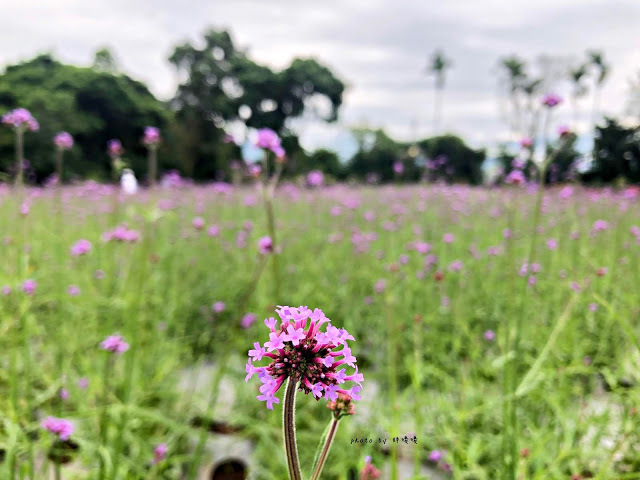 【苗栗 卓蘭】花露農場 Flower Home🌺🌺🌺4-6月有超美繡球花，浪漫滿園，讓你照片拍不完，還有精油主題館和住宿，更有景觀餐廳，來到這可以玩上大半天😉-下篇