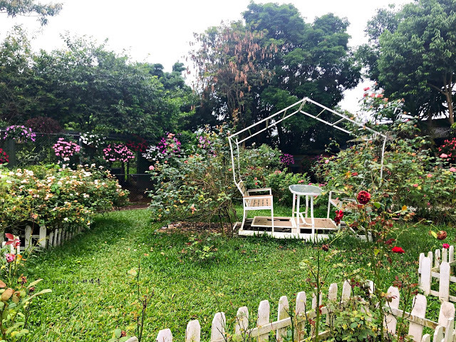 【苗栗 卓蘭】花露農場 Flower Home🌺🌺🌺4-6月有超美繡球花，浪漫滿園，讓你照片拍不完，還有精油主題館和住宿，更有景觀餐廳，來到這可以玩上大半天😉-下篇