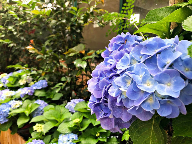 【苗栗 卓蘭】花露農場 Flower Home🌺🌺🌺4-6月有超美繡球花，浪漫滿園，讓你照片拍不完，還有精油主題館和住宿，更有景觀餐廳，來到這可以玩上大半天😉-上篇
