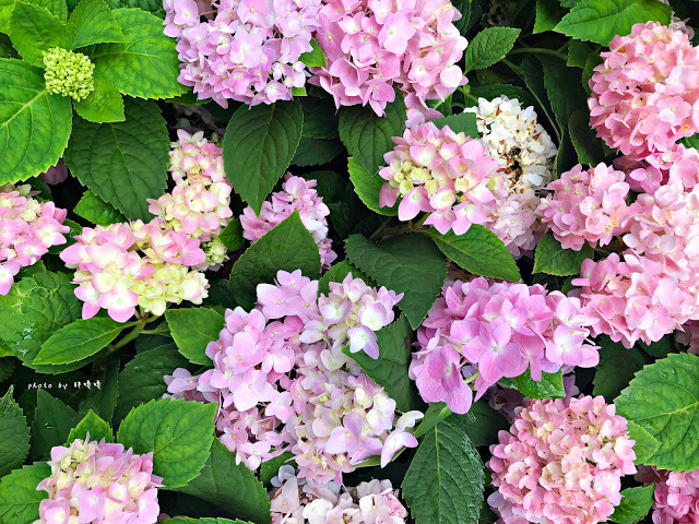 【苗栗 卓蘭】花露農場 Flower Home🌺🌺🌺4-6月有超美繡球花，浪漫滿園，讓你照片拍不完，還有精油主題館和住宿，更有景觀餐廳，來到這可以玩上大半天😉-上篇