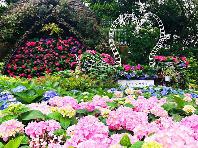 【苗栗 卓蘭】花露農場 Flower Home🌺🌺🌺4-6月有超美繡球花，浪漫滿園，讓你照片拍不完，還有精油主題館和住宿，更有景觀餐廳，來到這可以玩上大半天😉-上篇