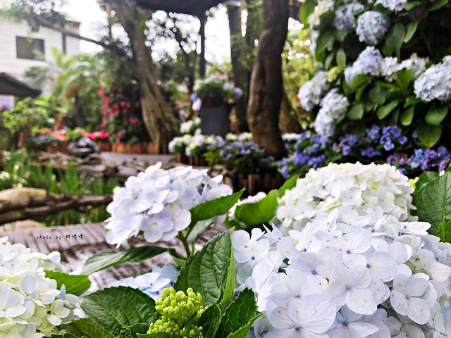 【苗栗 卓蘭】花露農場 Flower Home🌺🌺🌺4-6月有超美繡球花，浪漫滿園，讓你照片拍不完，還有精油主題館和住宿，更有景觀餐廳，來到這可以玩上大半天😉-上篇