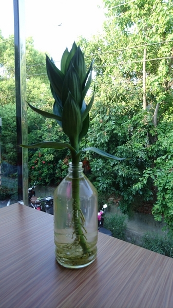 別有洞天:彰化~別有洞天咖啡莊園~超好拍繽紛水管主題餐廳~ 別有洞天:彰化~別有洞天咖啡莊園~超好拍繽紛水管主題餐廳~