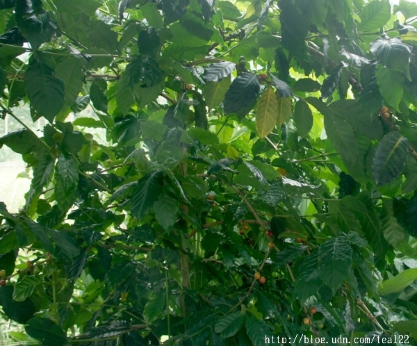 藏身於鹿谷山中的一杯好咖啡--好韻休閒農場【鹿谷DOC】