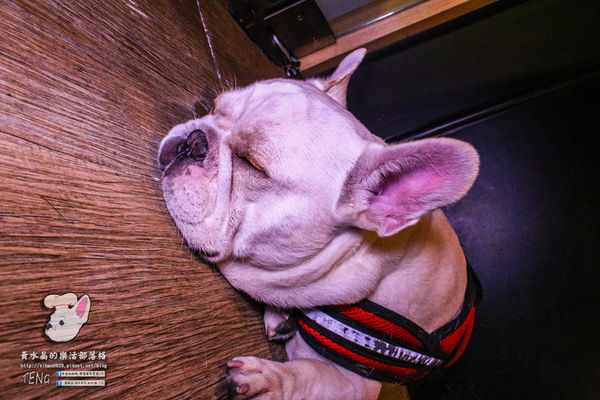 胖東西廚房│北捷/國父紀念館站(台北巷弄內的隱藏版好店,寵物友善餐廳)