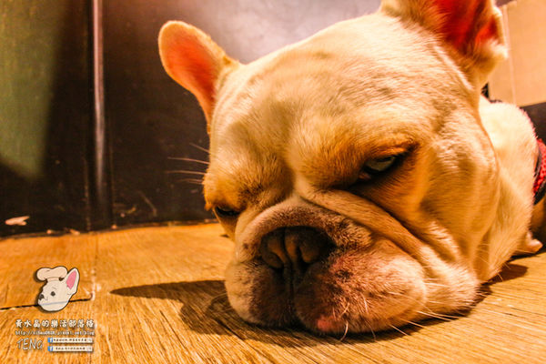 胖東西廚房│北捷/國父紀念館站(台北巷弄內的隱藏版好店,寵物友善餐廳)