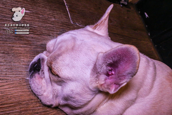 胖東西廚房│北捷/國父紀念館站(台北巷弄內的隱藏版好店,寵物友善餐廳)