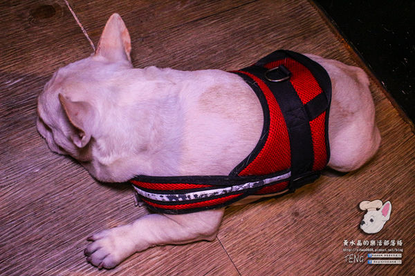 胖東西廚房│北捷/國父紀念館站(台北巷弄內的隱藏版好店,寵物友善餐廳)