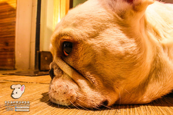 胖東西廚房│北捷/國父紀念館站(台北巷弄內的隱藏版好店,寵物友善餐廳)