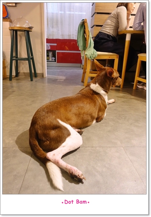 溫床NEST 店狗 控控 2.JPG