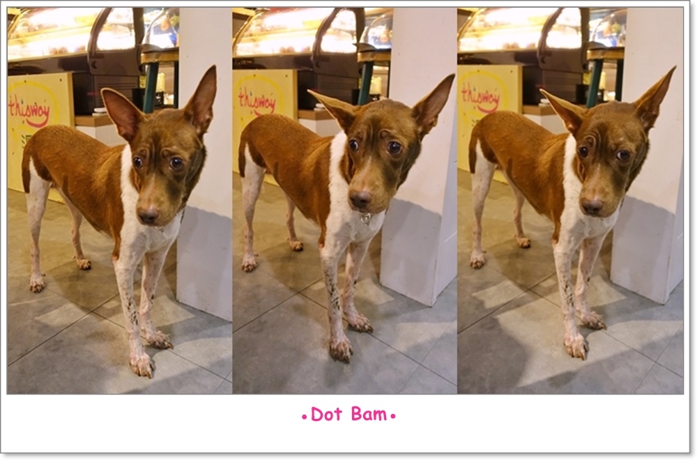 溫床NEST 店狗 控控.jpg