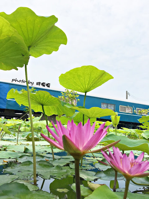 【苗栗 通霄】石蓮園🚂🚂🚂老字號鐵道火車餐廳&民宿，超適合帶小孩來放電，終於一圓在火車上吃鐵路便當的夢想，搭配一旁無敵海景，大大滿足💖💖💖