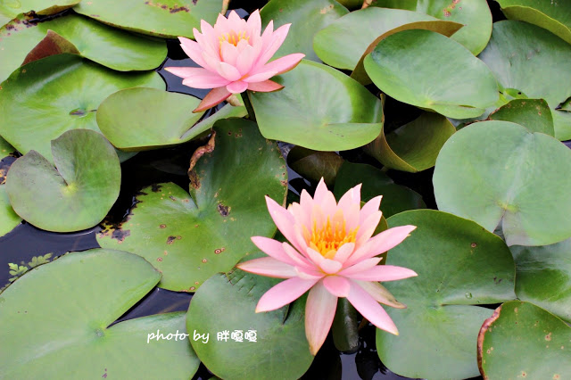 【苗栗 通霄】石蓮園🚂🚂🚂老字號鐵道火車餐廳&民宿，超適合帶小孩來放電，終於一圓在火車上吃鐵路便當的夢想，搭配一旁無敵海景，大大滿足💖💖💖