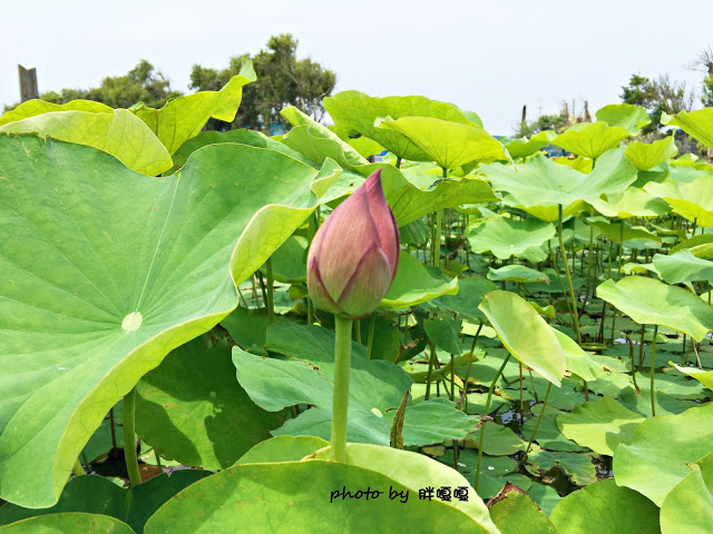 【苗栗 通霄】石蓮園🚂🚂🚂老字號鐵道火車餐廳&民宿，超適合帶小孩來放電，終於一圓在火車上吃鐵路便當的夢想，搭配一旁無敵海景，大大滿足💖💖💖