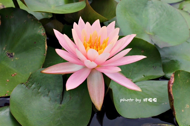 【苗栗 通霄】石蓮園🚂🚂🚂老字號鐵道火車餐廳&民宿，超適合帶小孩來放電，終於一圓在火車上吃鐵路便當的夢想，搭配一旁無敵海景，大大滿足💖💖💖