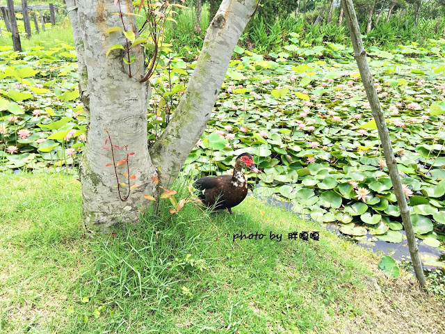 【苗栗 通霄】石蓮園🚂🚂🚂老字號鐵道火車餐廳&民宿，超適合帶小孩來放電，終於一圓在火車上吃鐵路便當的夢想，搭配一旁無敵海景，大大滿足💖💖💖