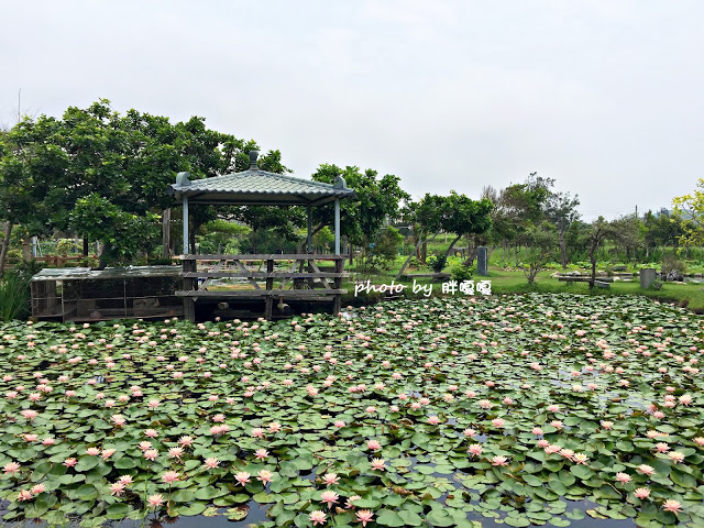 【苗栗 通霄】石蓮園🚂🚂🚂老字號鐵道火車餐廳&民宿，超適合帶小孩來放電，終於一圓在火車上吃鐵路便當的夢想，搭配一旁無敵海景，大大滿足💖💖💖