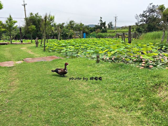 【苗栗 通霄】石蓮園🚂🚂🚂老字號鐵道火車餐廳&民宿，超適合帶小孩來放電，終於一圓在火車上吃鐵路便當的夢想，搭配一旁無敵海景，大大滿足💖💖💖