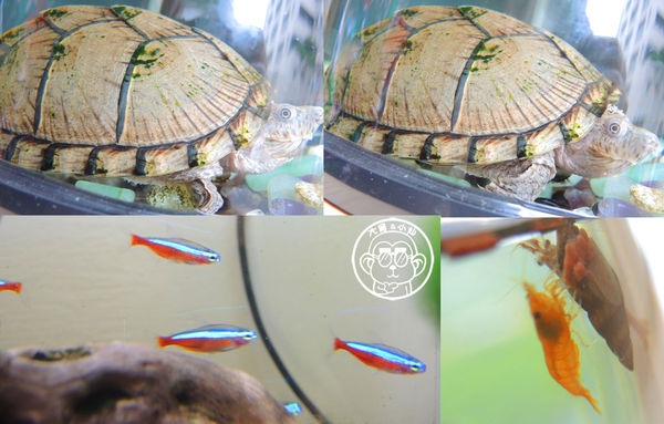 大喜咖啡 Joyful Cafe:呷飽祙【台中西區・大喜咖啡Joyful Cafe】可愛卡通人物全吃下肚 大喜咖啡 Joyful Cafe:呷飽祙【台中西區・大喜咖啡Joyful Cafe】可愛卡通人物全吃下肚