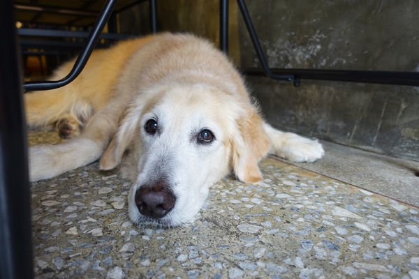 紅蔥-12.jpg 紅蔥-12.jpg