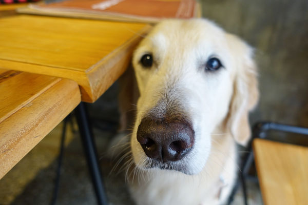 紅蔥-24.jpg 紅蔥-24.jpg