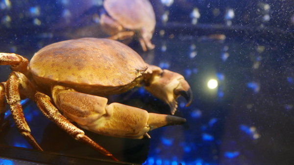 麻神麻辣火鍋:【台北市麻辣火鍋推薦】位於台北市南京東路的麻神麻辣火鍋~香而不辣、入口即化~呼朋引伴或是倆倆相望的火鍋新食代!噹噹媽火力全開大推薦!