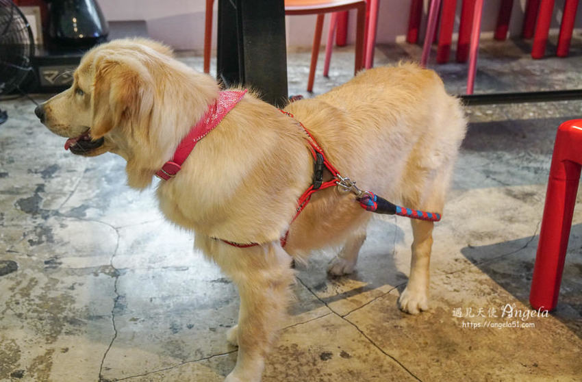 wow cafe深坑寵物友善餐廳