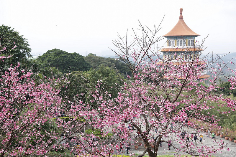 天元宮櫻花
