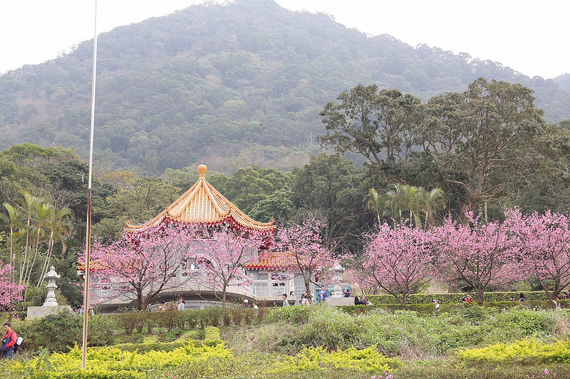 天元宮櫻花