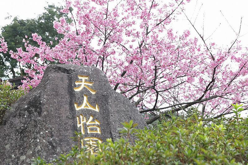 天元宮櫻花