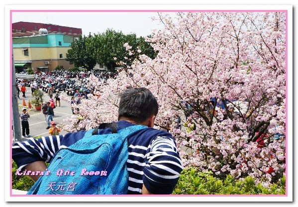 無極天元宮：北台灣賞花盛事．滿樹爆開的絢爛美麗吉野櫻──淡水無極天元宮